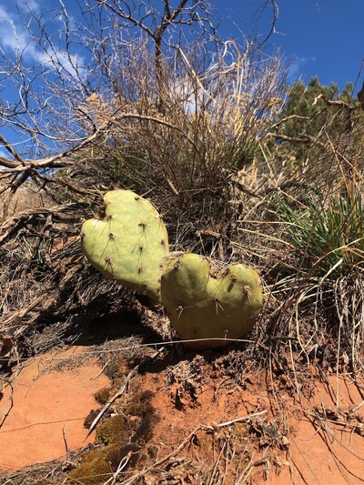 Personal Treatment Plan